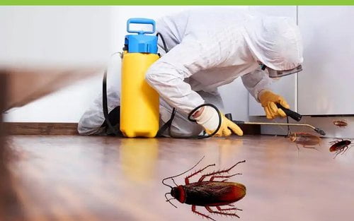 Cockroach Control Video