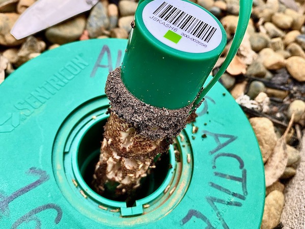 Termite Baiting